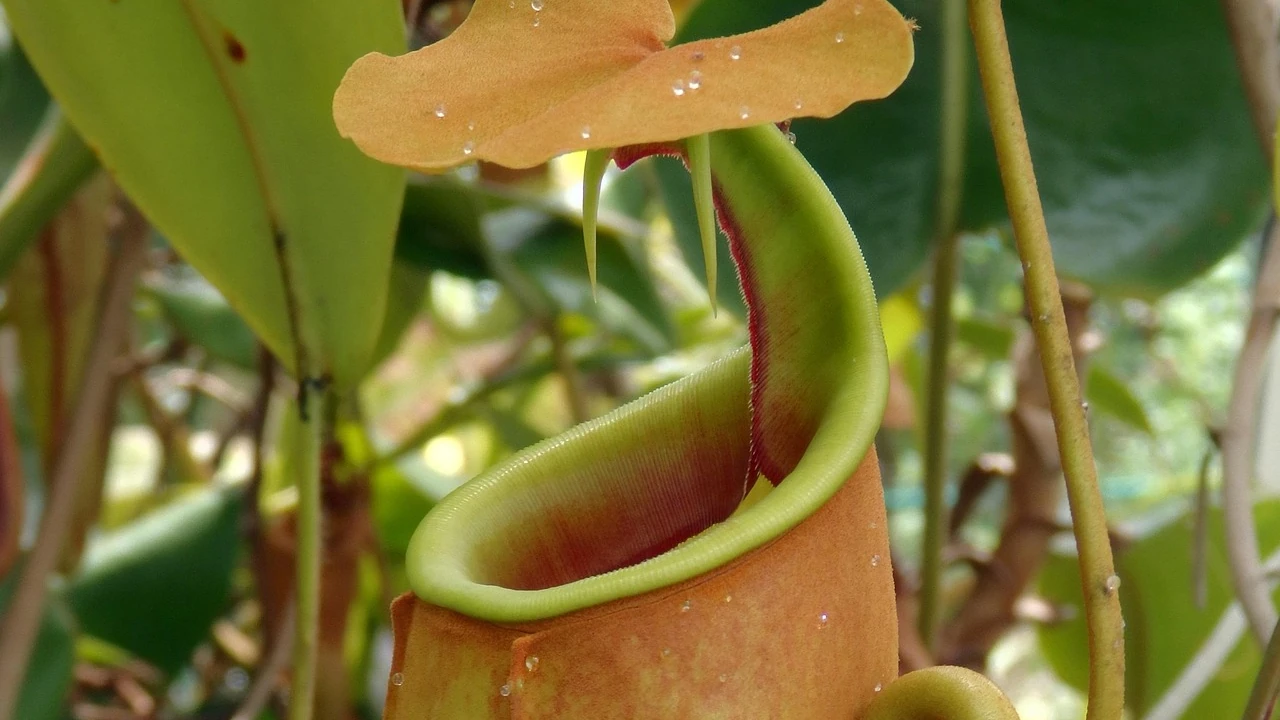 Nepenthes (Tropical Pitcher Plants)