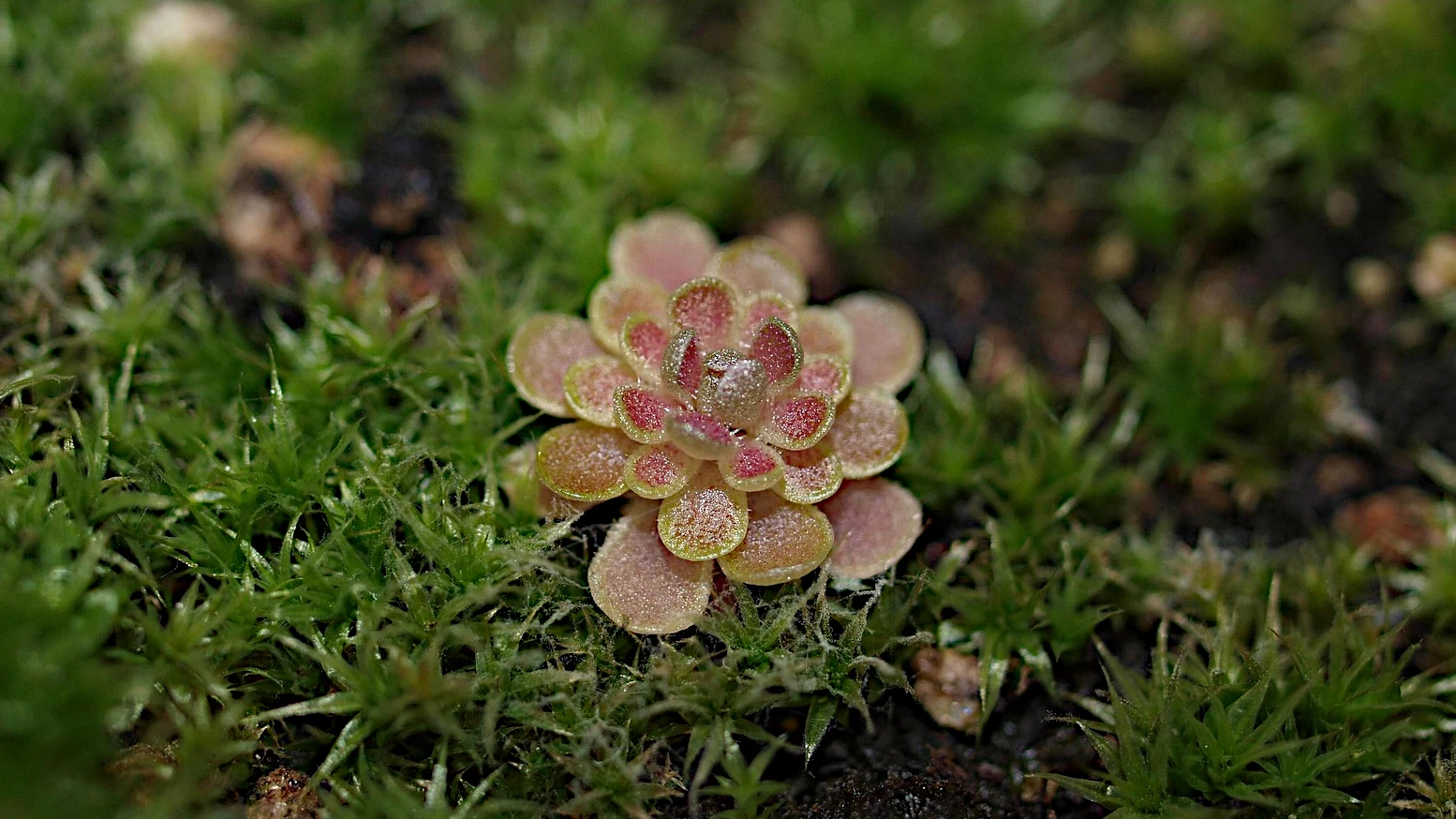 Pinguicula (Butterworts)