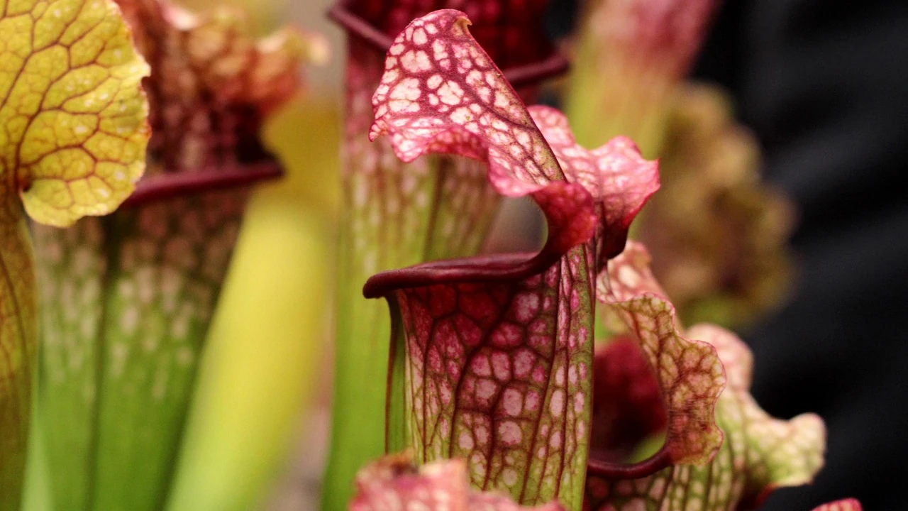 Sarracenia (North American Pitcher Plants)