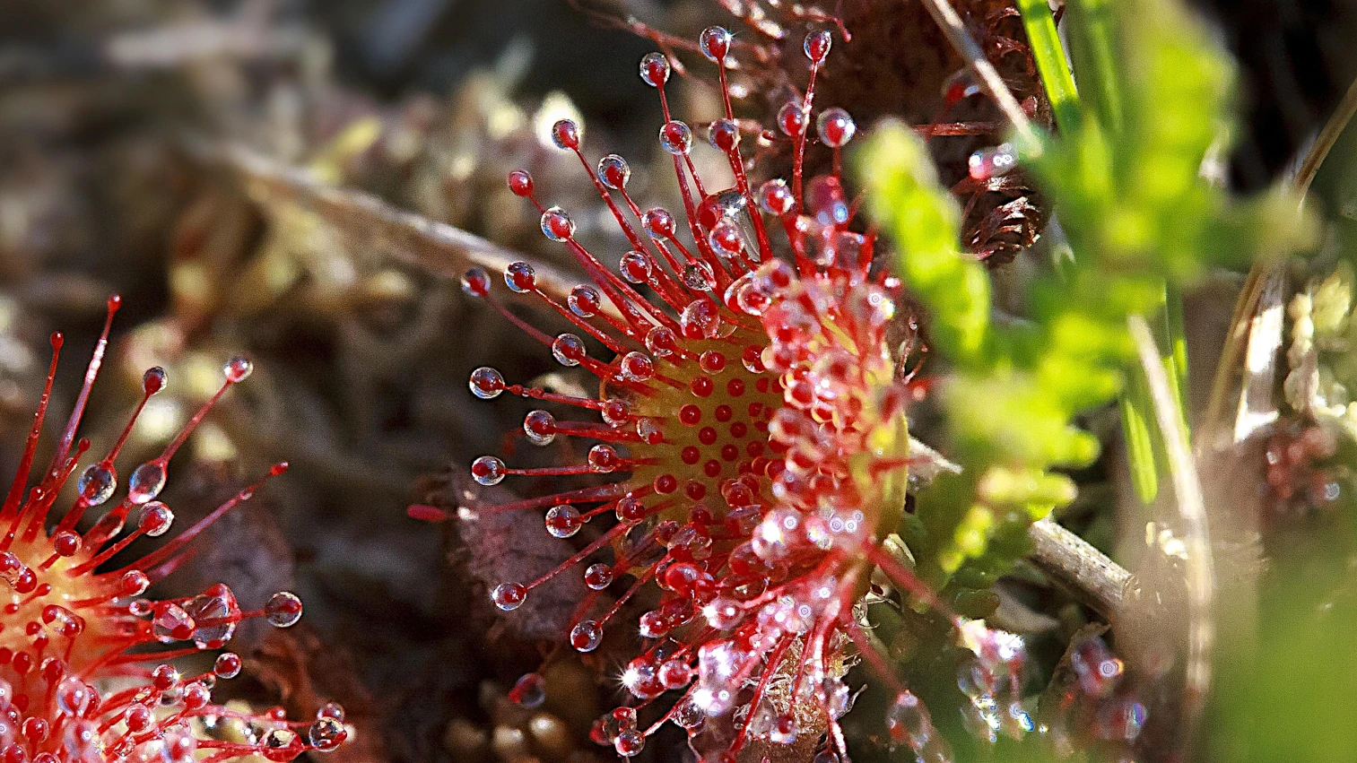 Sundews (Drosera)