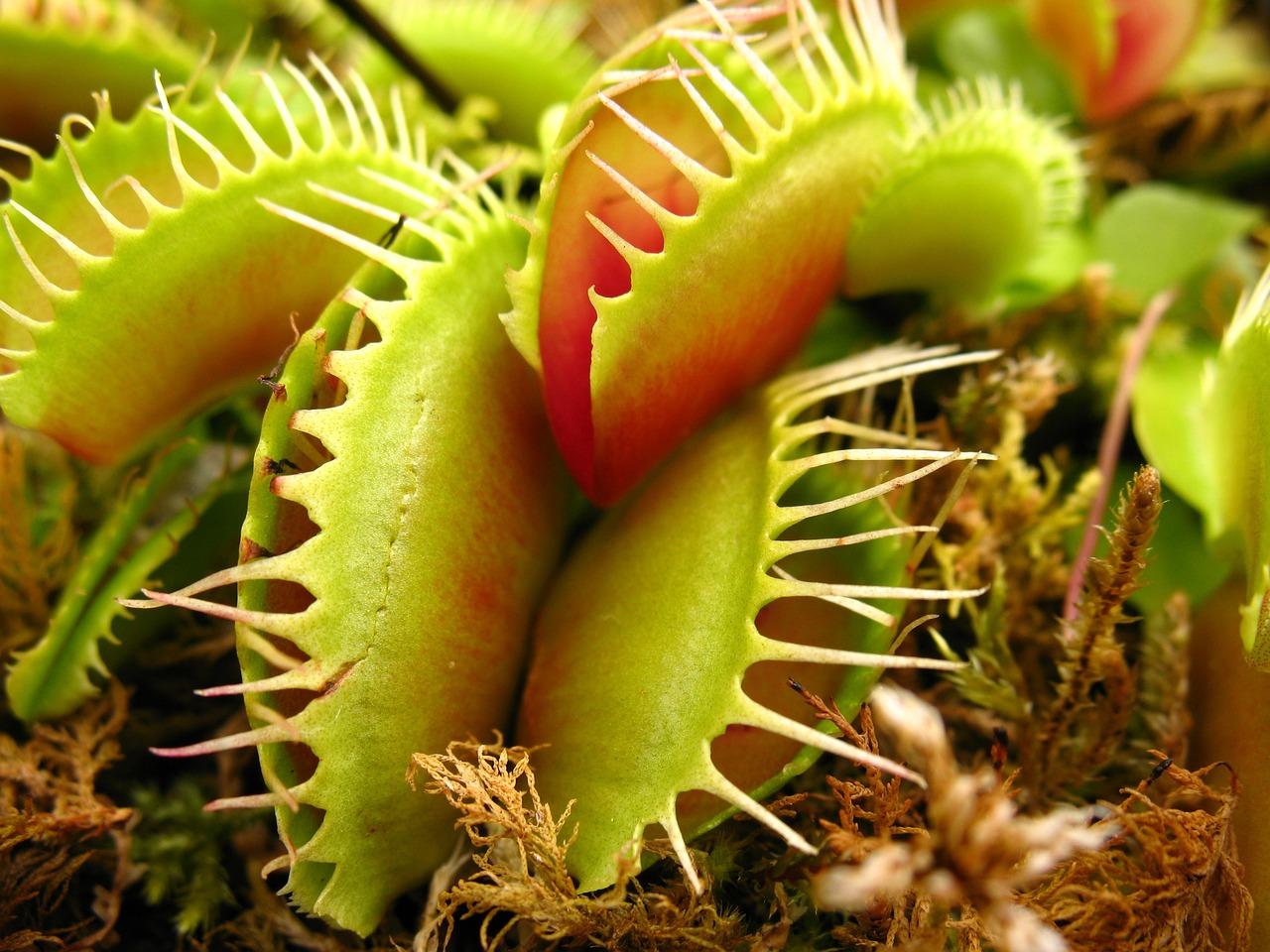 Venus Fly Traps (Dionaea Muscipula)
