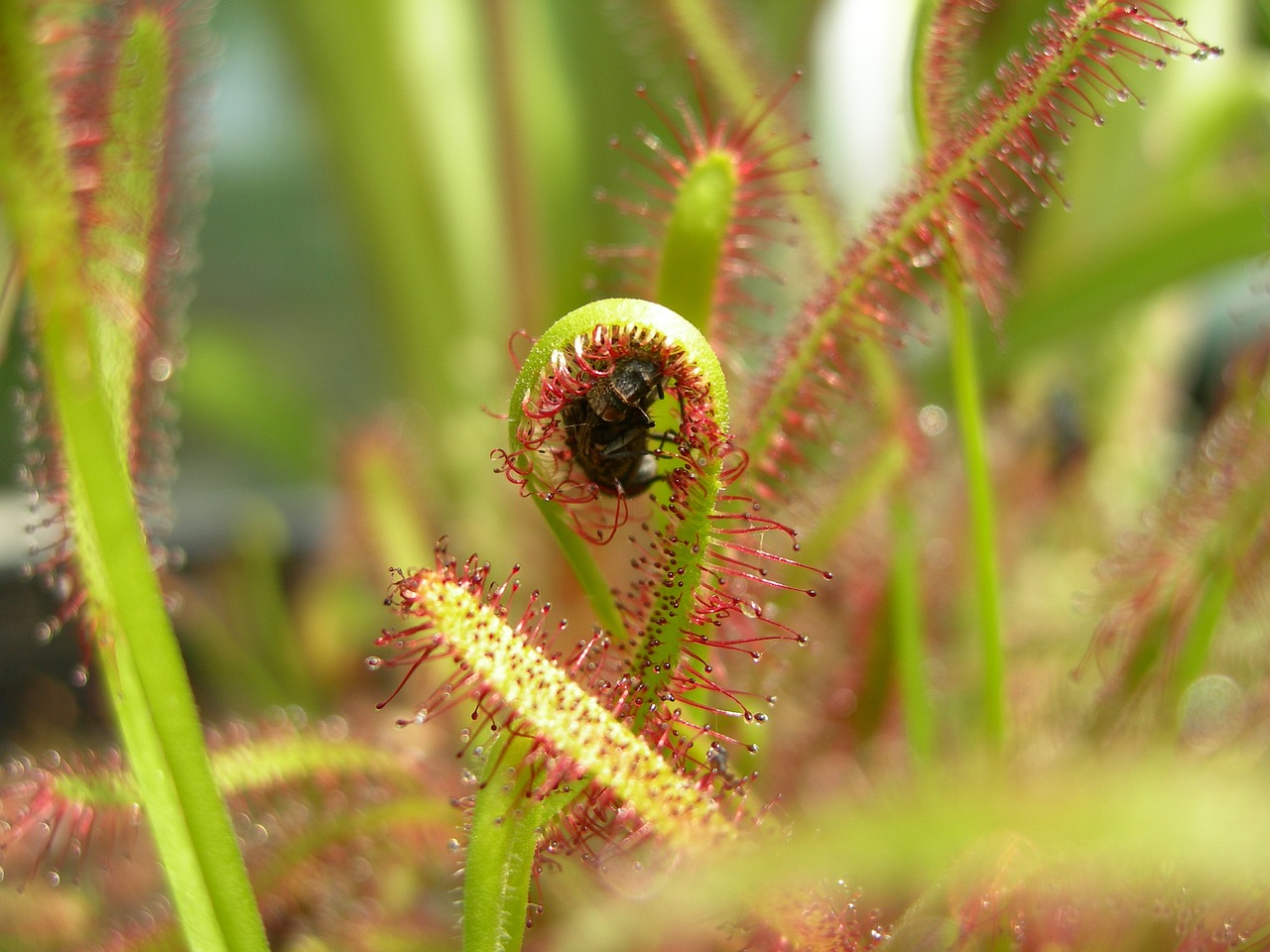 Drosera Capensis (Cape Sundew)